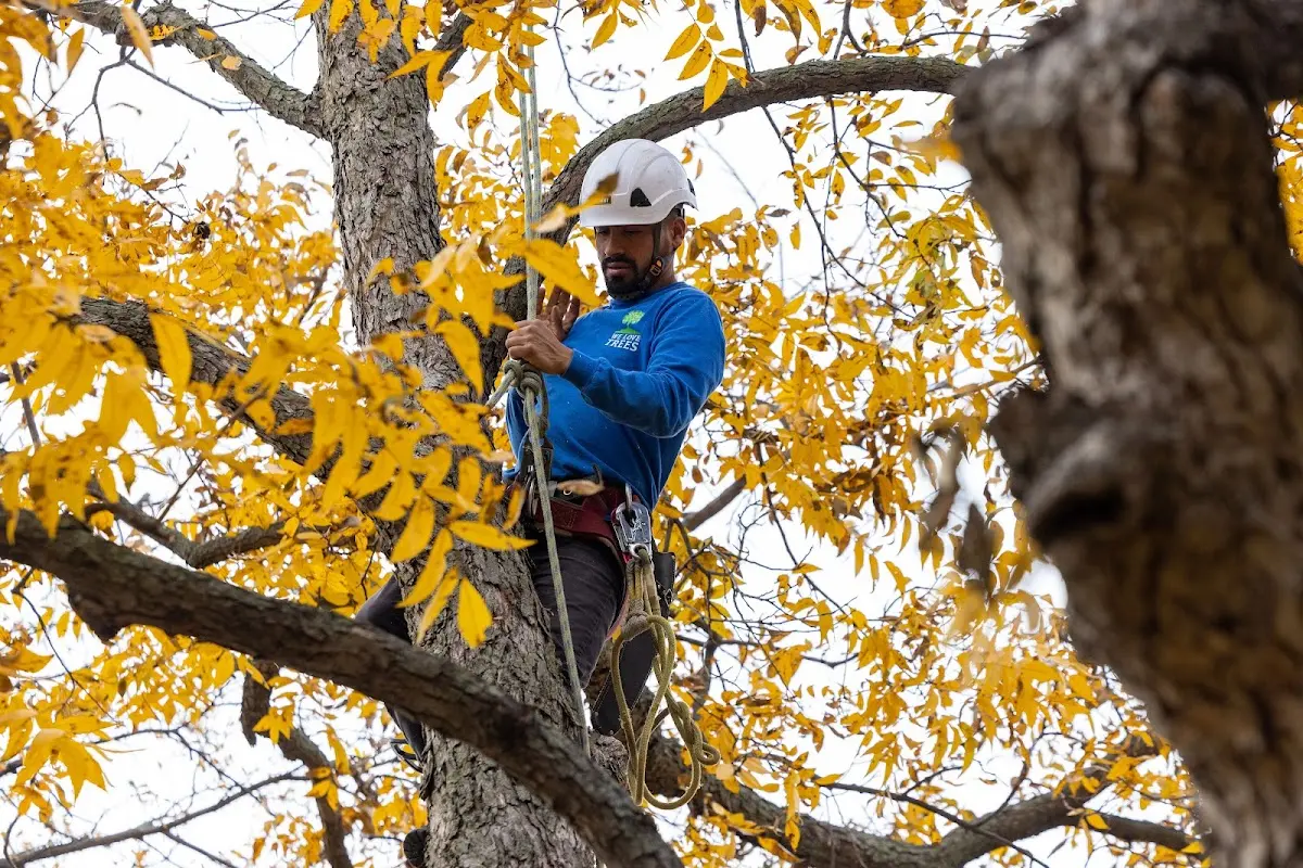Skilled Storm Damage Cleanup crew working in Lottie